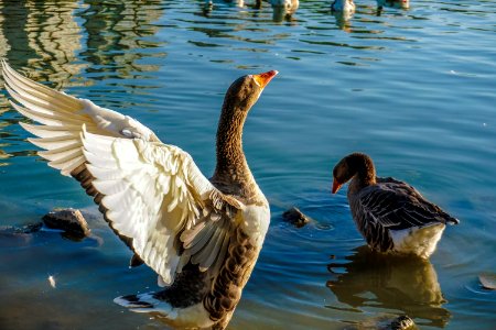 Bird Water Bird Water Duck photo