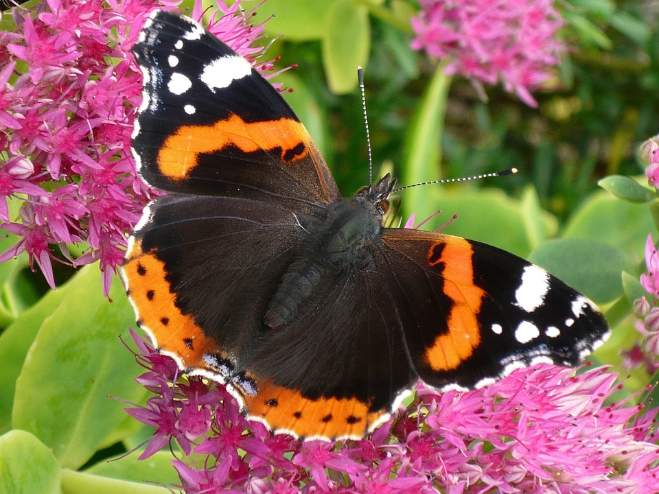 Insect wing summer