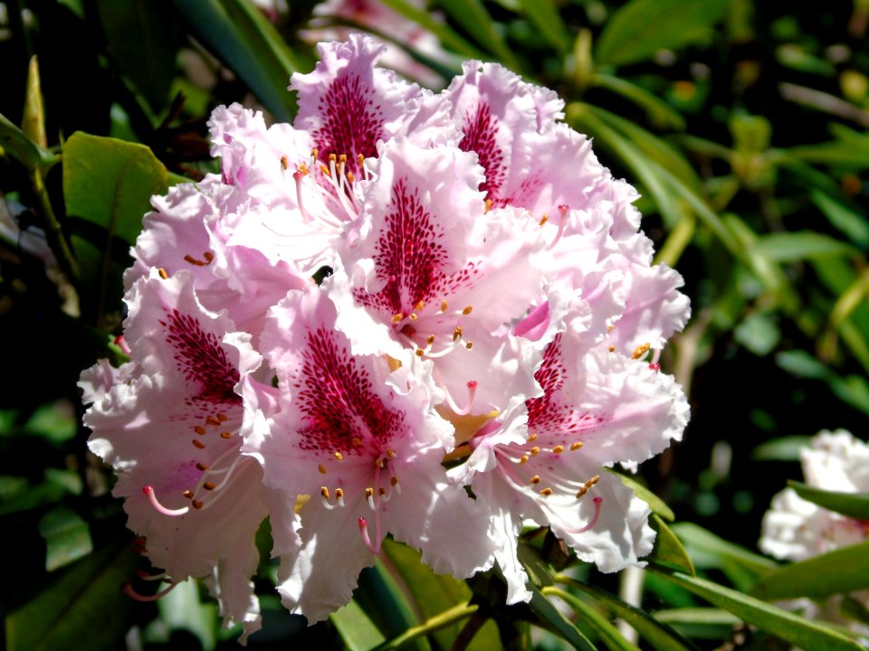 Flower Plant Flowering Plant Flora