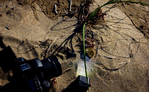 Soil Tree Photography Plant