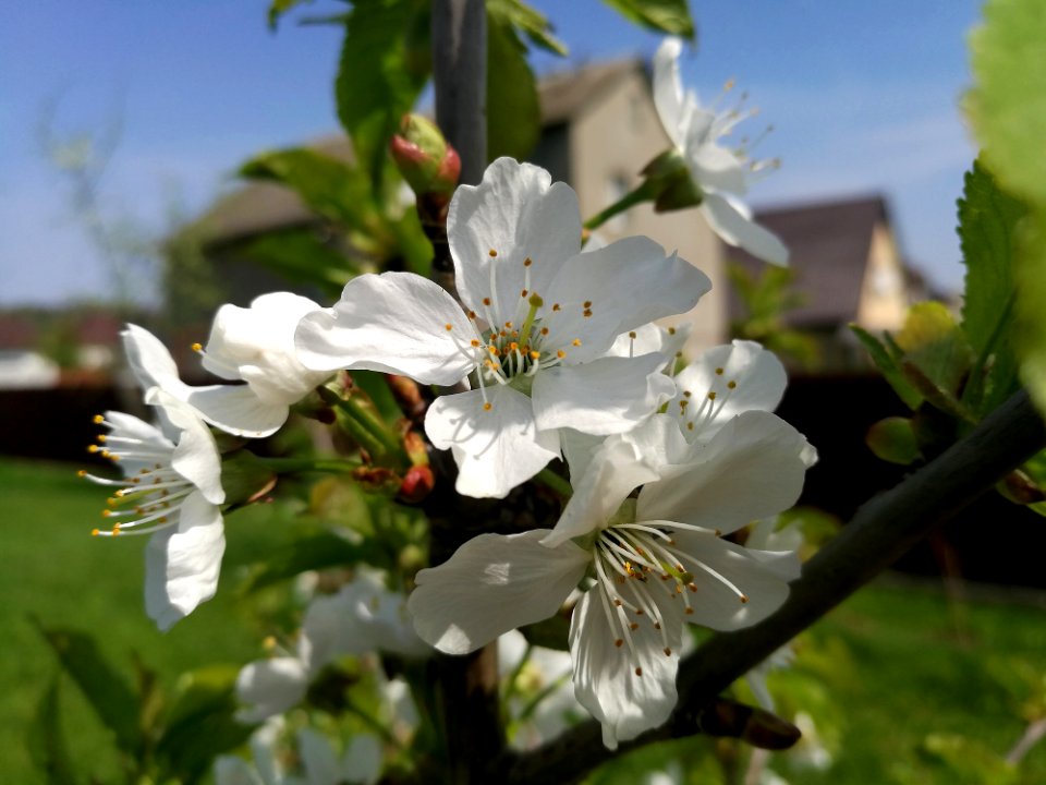 White Flower Flora Blossom