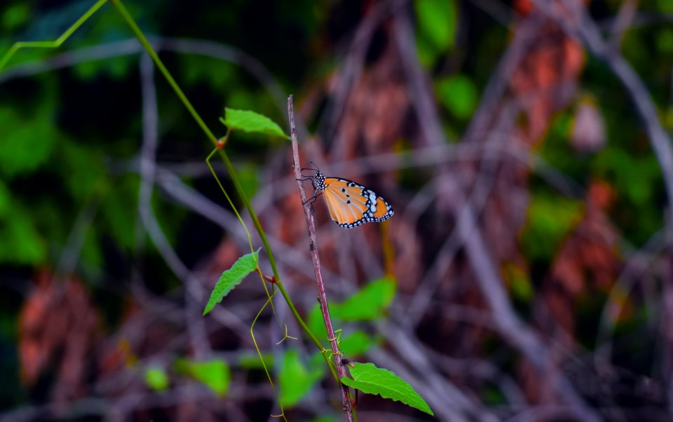 Ecosystem Wildlife Butterfly Invertebrate