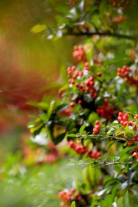 Vegetation Branch Leaf Hawthorn photo