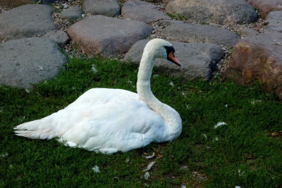 Swan Bird Water Bird Ducks Geese And Swans
