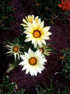 Flower Plant Flora Oxeye Daisy