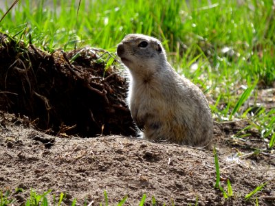 Mammal Fauna Ecosystem Prairie Dog photo