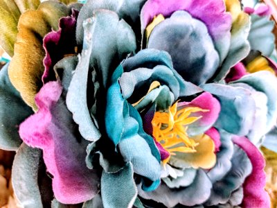 Flower Petal Cut Flowers Flowering Plant