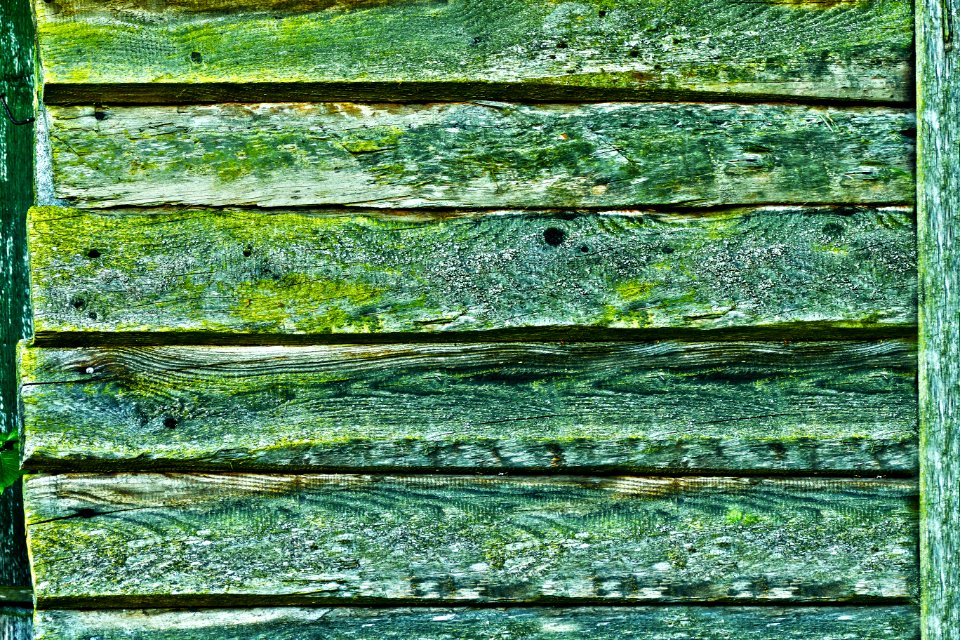 Green Leaf Grass Wood