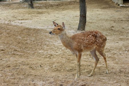 Wildlife Deer Fauna Ecosystem photo