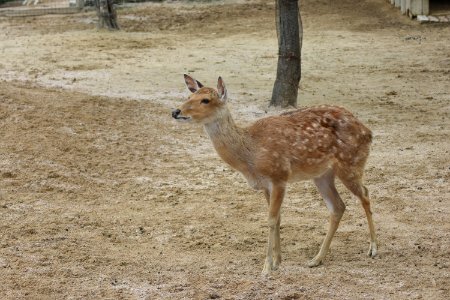 Wildlife Deer Fauna Ecosystem