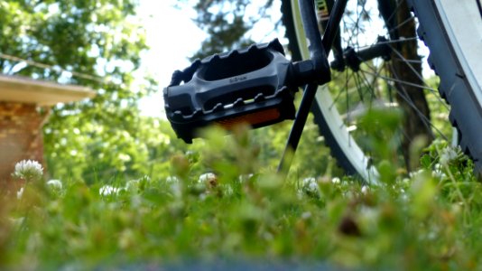 Plant Grass Tree Road Bicycle