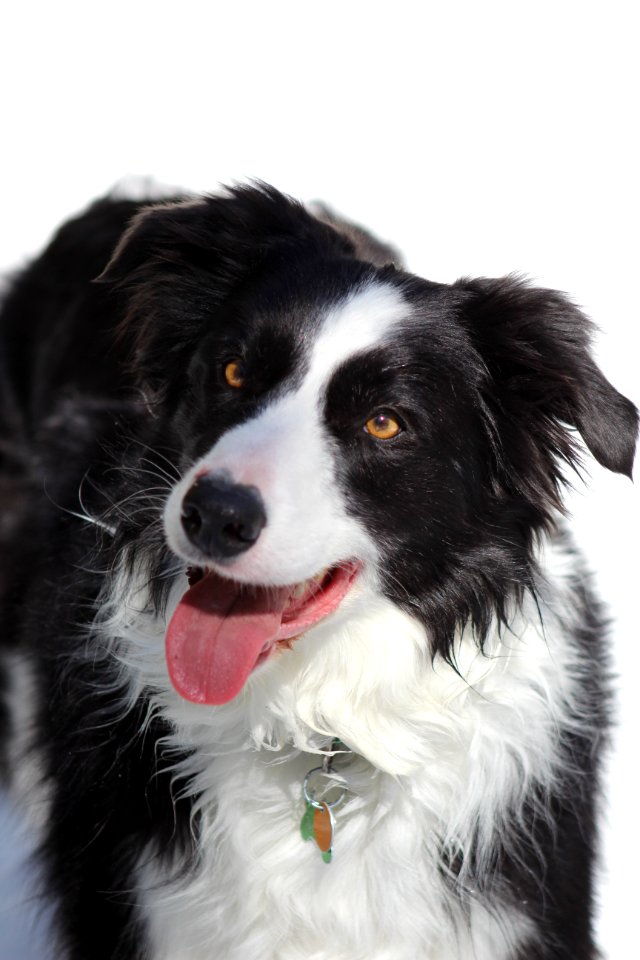 Dog Dog Breed Dog Like Mammal Border Collie photo