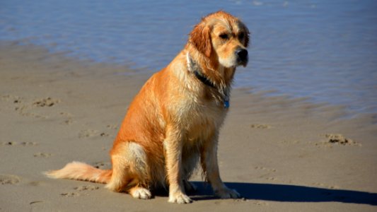 Dog Dog Like Mammal Golden Retriever Dog Breed