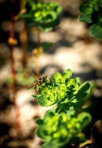 Plant Leaf Flora Herb photo