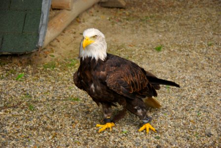 Bird Eagle Bird Of Prey Beak photo