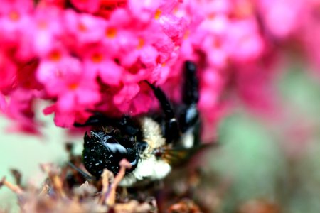 Bee Honey Bee Insect Nectar photo