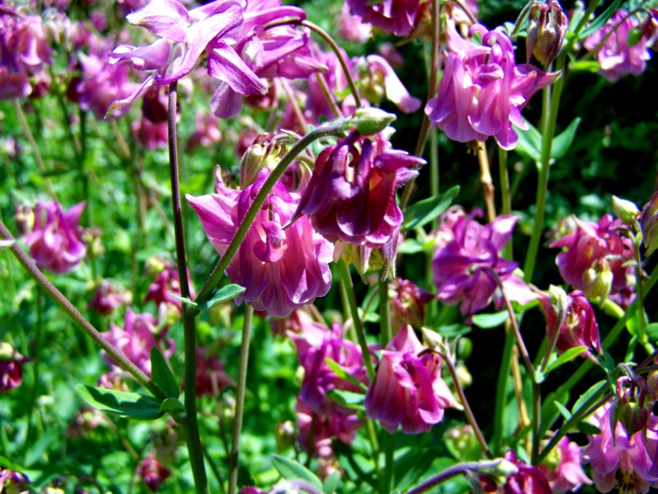 Plant Flower Flora Flowering Plant