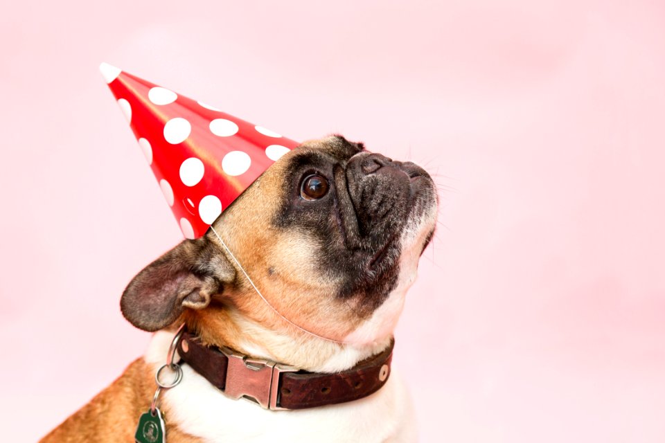 Adult Tan And White French Bulldog