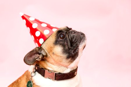 Adult Tan And White French Bulldog photo