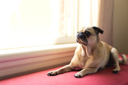 Adult Fawn Pug Near White Wooden Framed Window