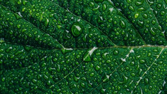 Close-up Photography Of Green Leaf With Drops Of Water photo
