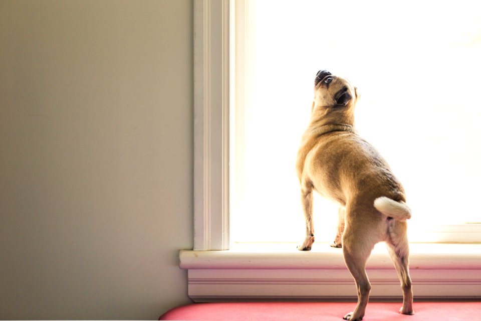 Fawn Pug Looking At Window