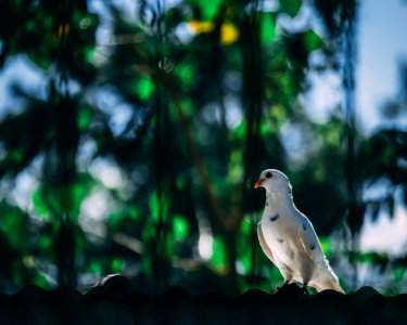 White Mourning Dove photo