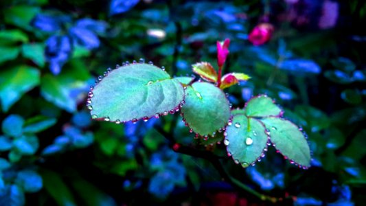 Shallow Focus Photography Of Green Plants photo