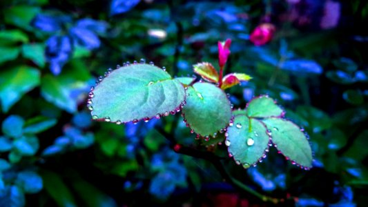 Shallow Focus Photography Of Green Plants