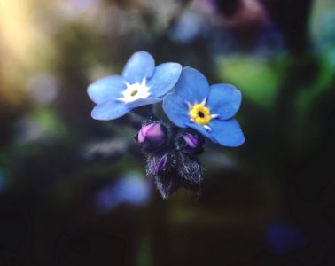 Selective Focus Photography Of Blue Petaled Flowers photo
