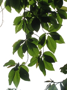 Plants climbers leafy photo