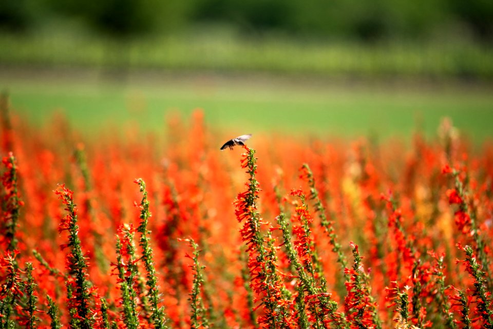 Red Petaled Flower Field At Daytime