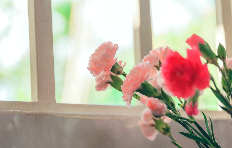 Pink Petaled Flower Near Glass Window