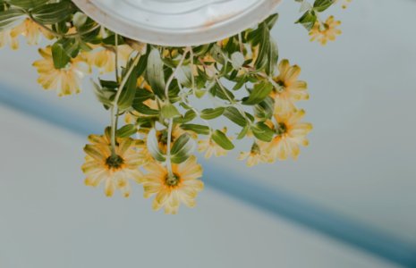 Low Angle Photography Of Petaled Flowers On White Ceramic Pot photo