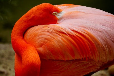 Closeup Photo Of Orange Flamingo photo