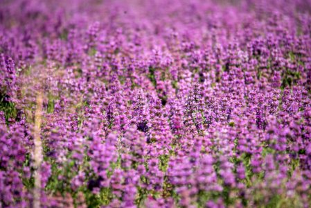 Lavender Field photo