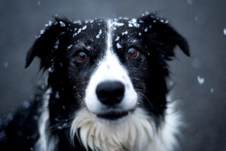 Selective Focus Photography Of Adult Black And White Border Collie photo