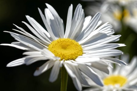 White Daisy Flower In Closeup Photography photo