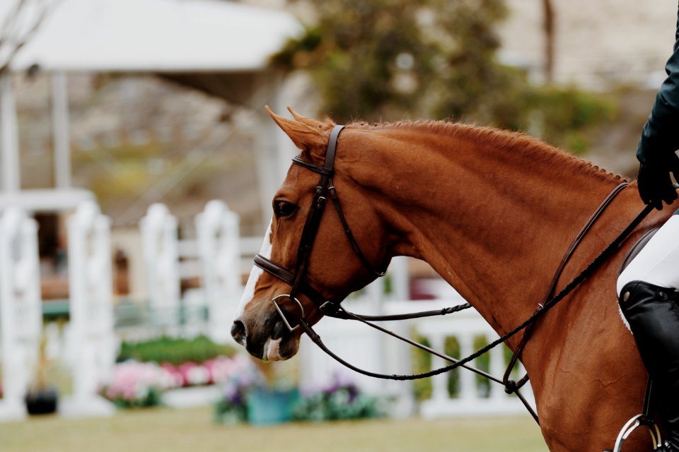 Brown Horse With Strings photo