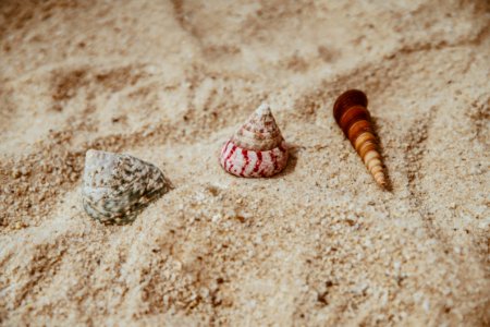 Three Assorted Sea Shells On Brown Sand photo