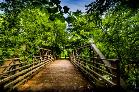 Photography Of Wooden Bridge Surrounded By Trees photo