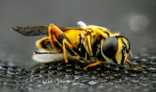 Macro Photo Of Yellow Wasp