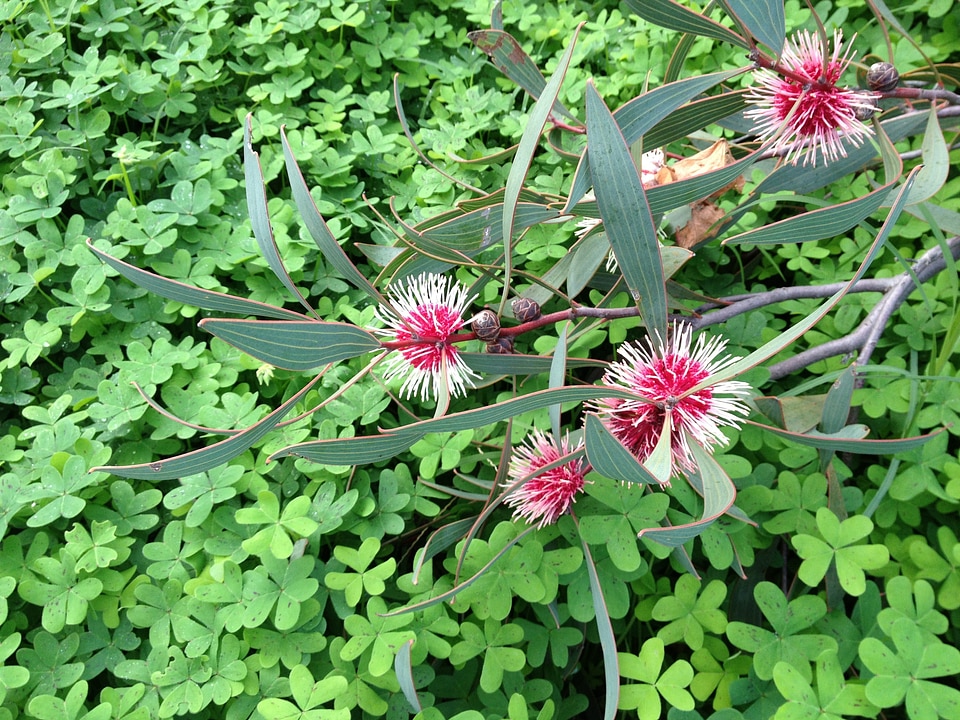 Bush nature spring