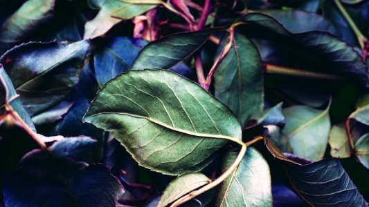 Green Leaf Plant