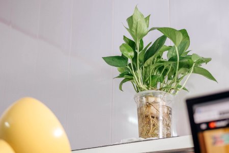 Photo Of Green Plants In Clear Vase photo