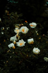 White Petaled Flower
