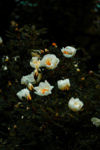 White Petaled Flower photo