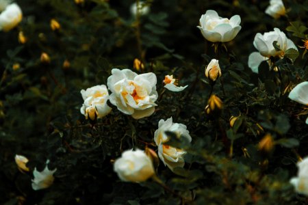 White Petal Flowers On Floor photo