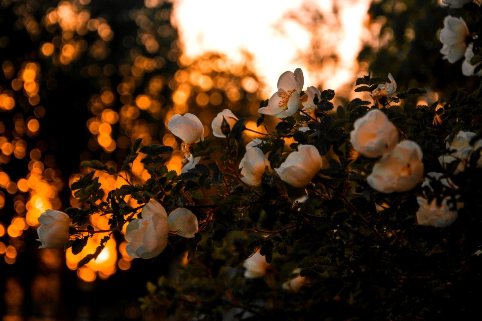 Shallow Focus Photography Of Pink Flowers photo