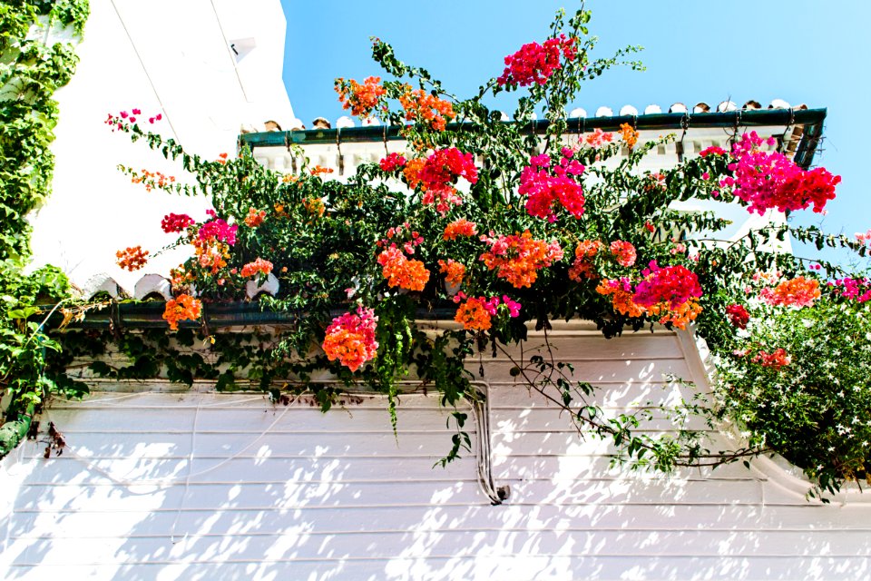 Red And Orange Petal Flowers